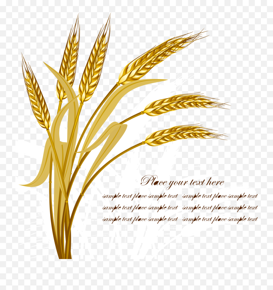 Wheat Harvest Crop - Vector Wheat Vector Png,Harvest Png