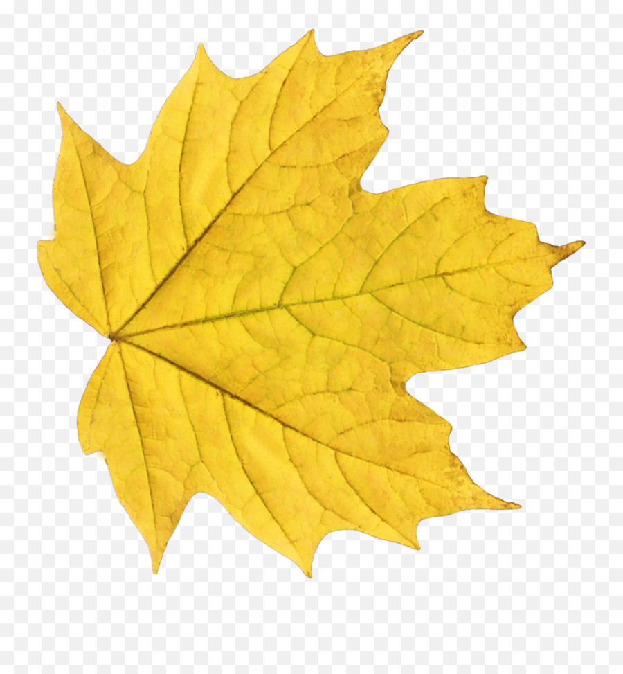 Download Autumn Leaves Png Image For Free - Yellow Leaf Png,Autumn Leaves Png