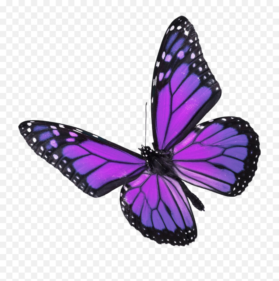 Butterfly Wing Png - Purple And Blue Butterfly,Butterfly Wing Png