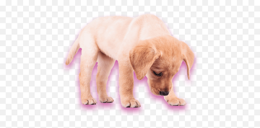 Adaptil Para Perros Y Cachorros - Dog Yawns Png,Cachorro Png