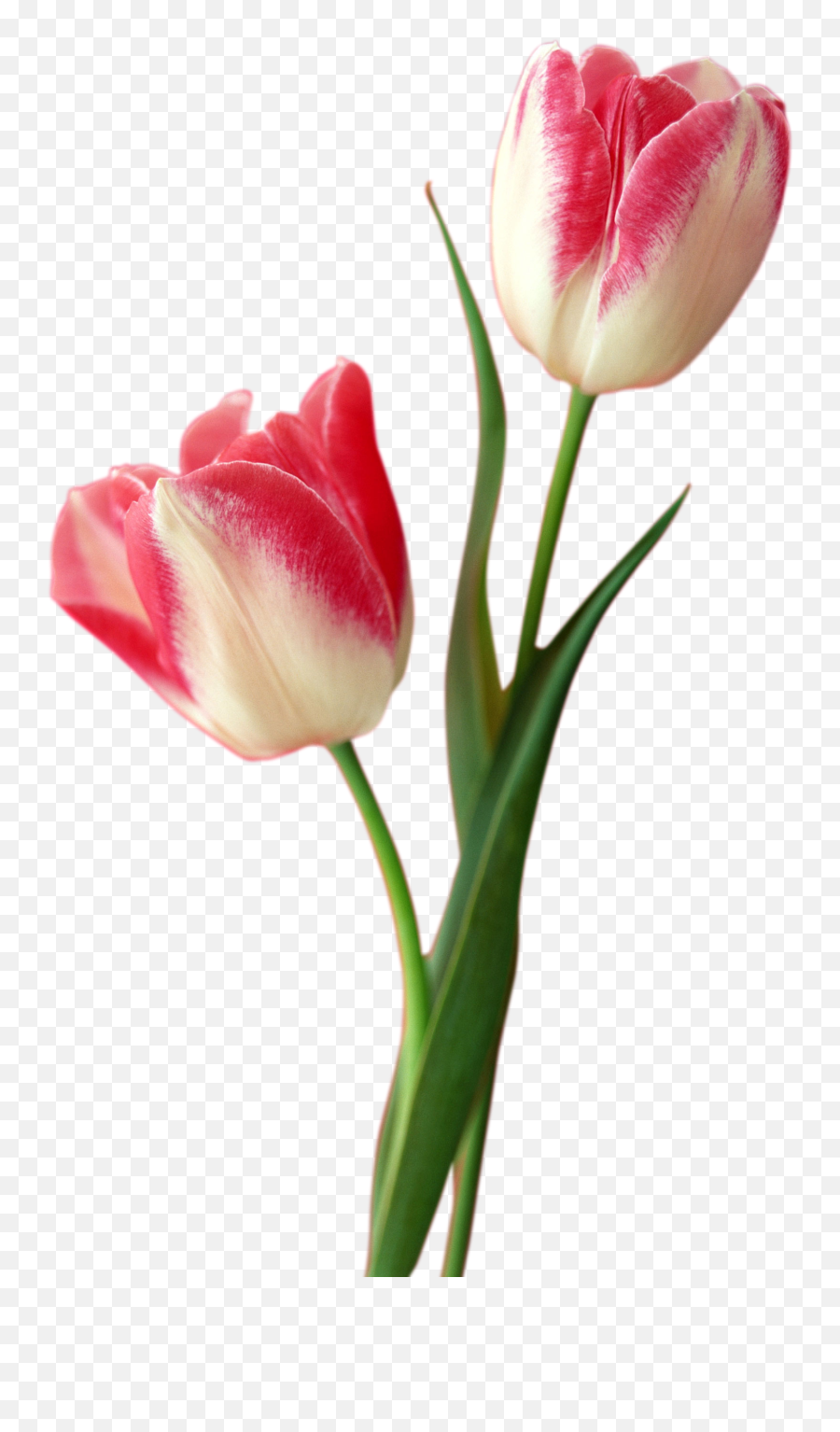 Tulip Png Free Download - Tulips Png,Tulip Png