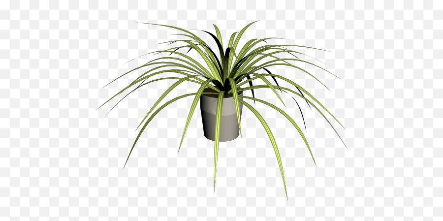 Spider Plant - Design And Decorate Your Room In 3d Roystonea Png,Plant Transparent Background
