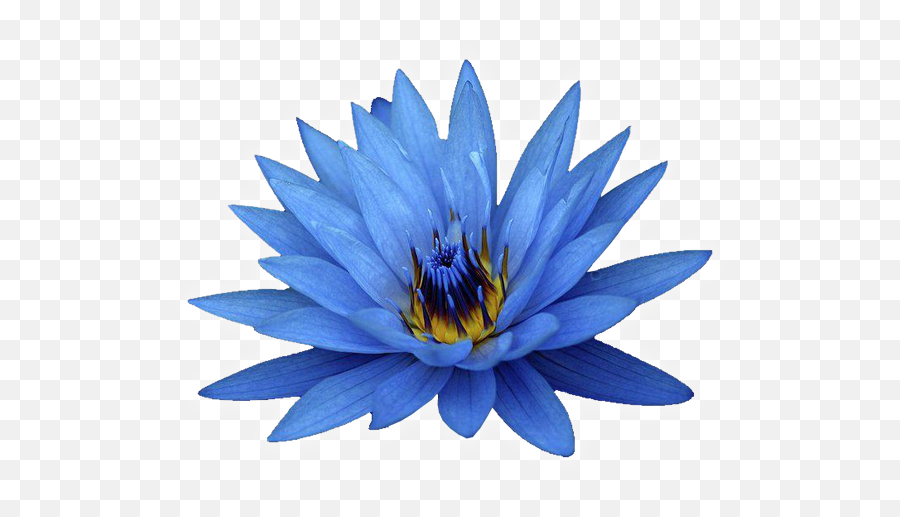 Blue Flowers White Background - Blue Lotus Oil Png,Lotus Transparent Background