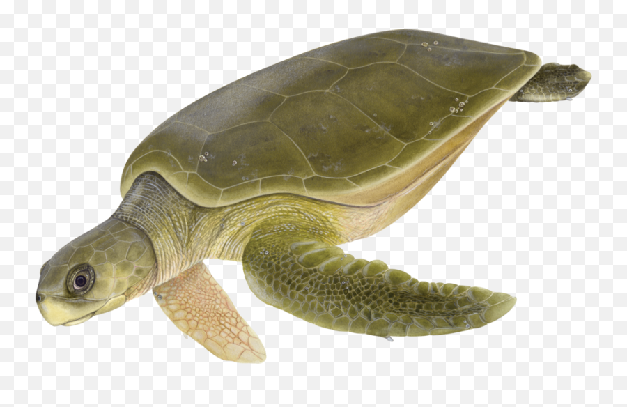 Sea Turtles - Adult Flatback Sea Turtle Png,Turtle Png