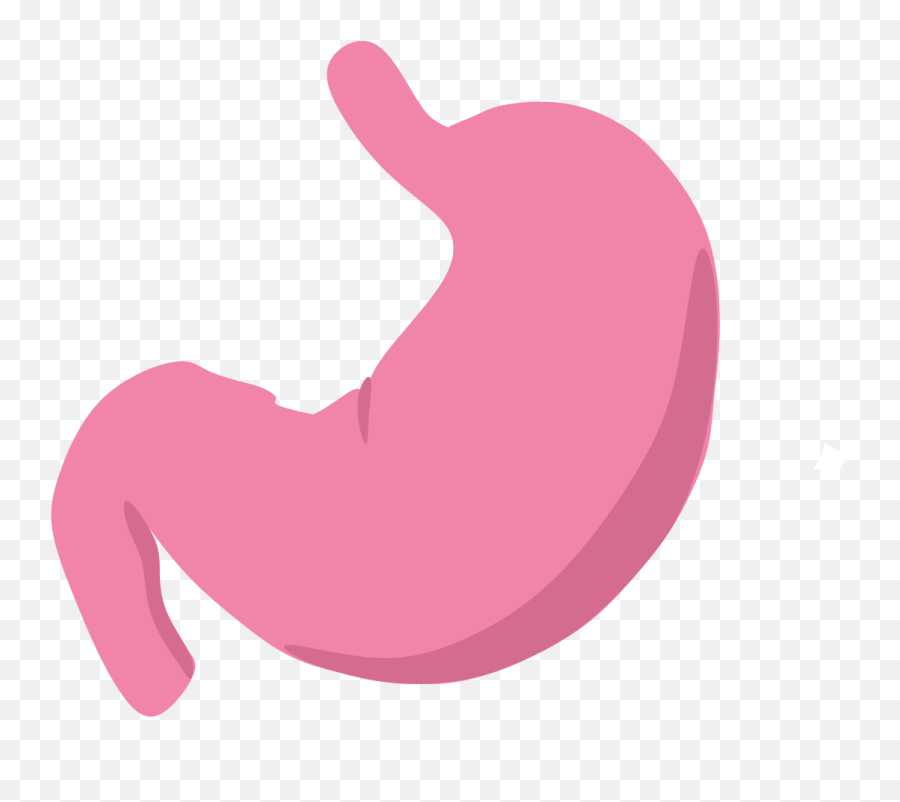 Stomach Icon - Stomach Clipart Transparent Background Png,Stomach Png