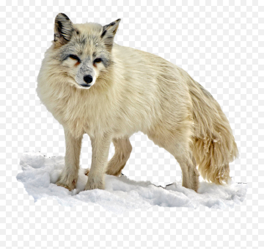 Arctic Snow Fox Png Image - Raposa Do Artico Png,Arctic Fox Png