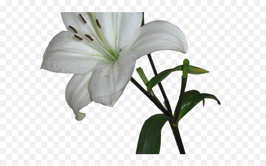 Lily Clipart Transparent Background - Lily Png Transparent,White Lily Png