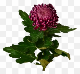 Download Burgundy Chrysanthemum Flower - Burgundy Chrysanthemum Png,Chrysanthemum Png