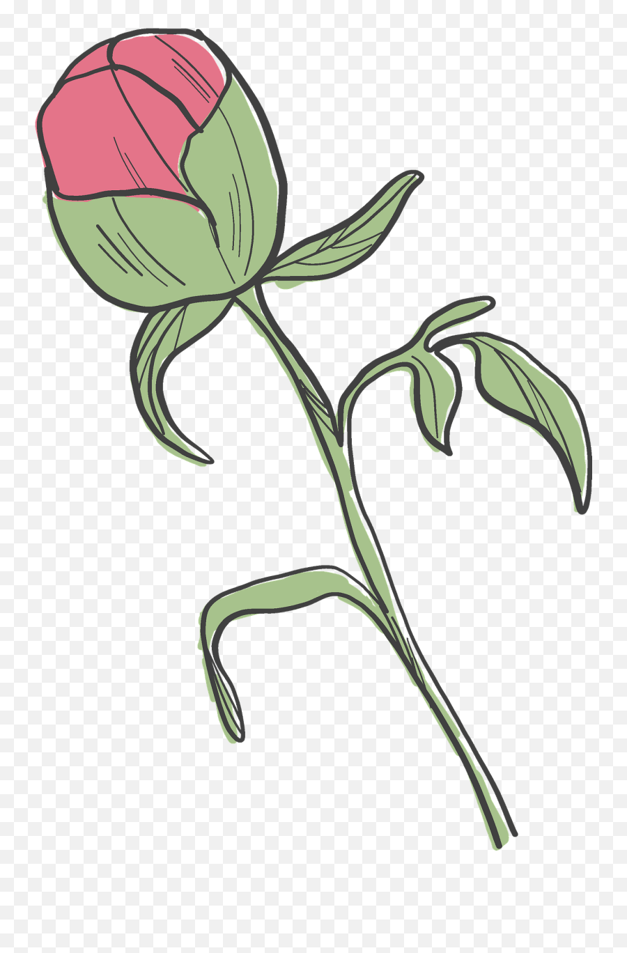 Peony Bud Clipart Free Download Transparent Png Creazilla - Free Clipart Bud,Peony Transparent