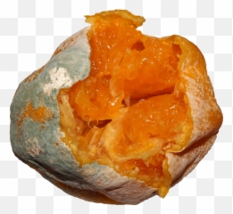 Citrus Fruit Mold - Food Spoilage Png,Citrus Png