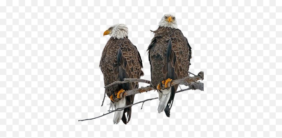 Aguila By Estrellacristal Ave Pajaro Aigle - Eagles Birds Png,Aguila Png