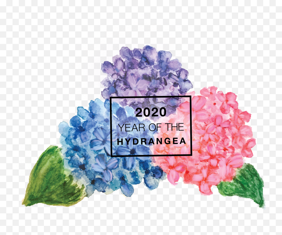 Year Of The Hydrangea - National Garden Bureau Hydrangea Flowers Png Purple,Lilac Png