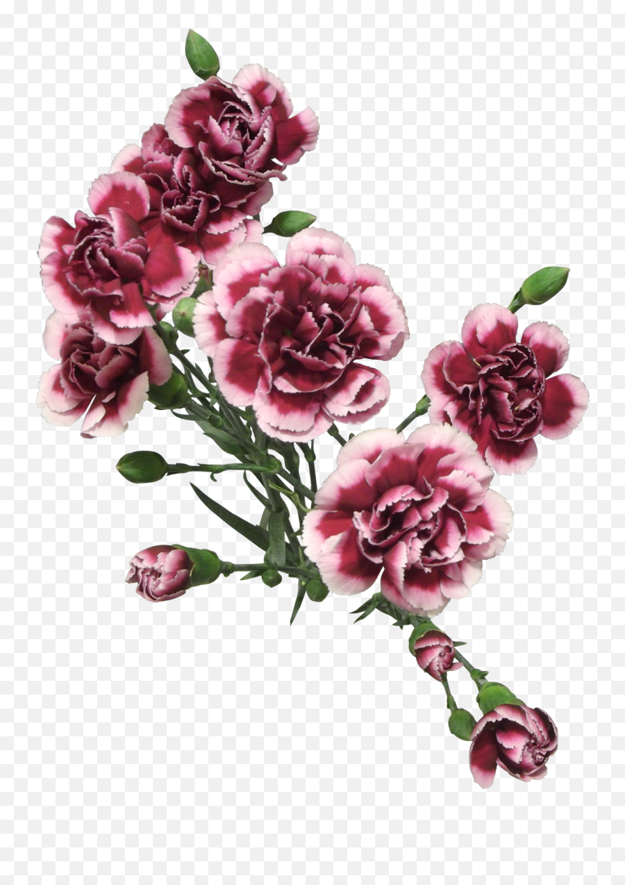Download Cut Flowers Of Carnation Png - Transparent Painted Carnation Flowers Png,Painted Flowers Png