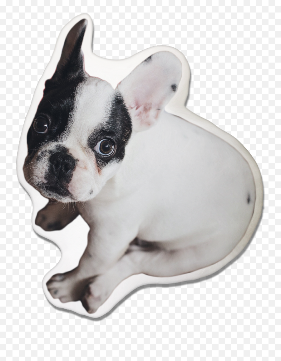 Boston Terrier Dog Pillow - French Bulldog Transparent French Bulldog Puppy Png,French Bulldog Png