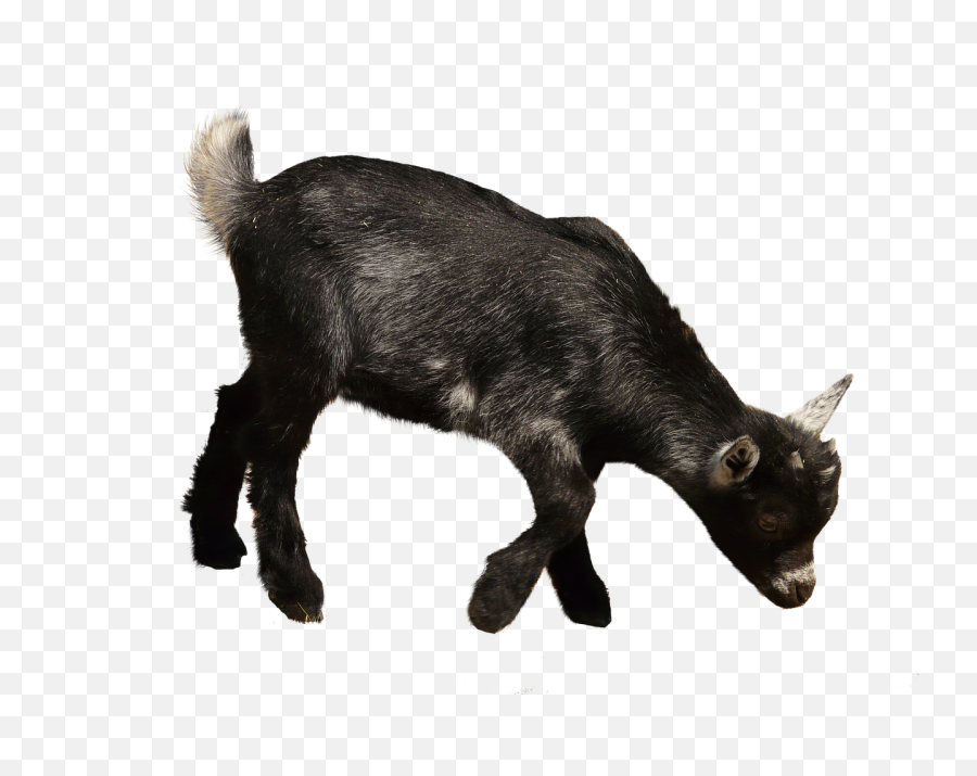 Domestic Goat Livestock - Goat Png,Goats Png
