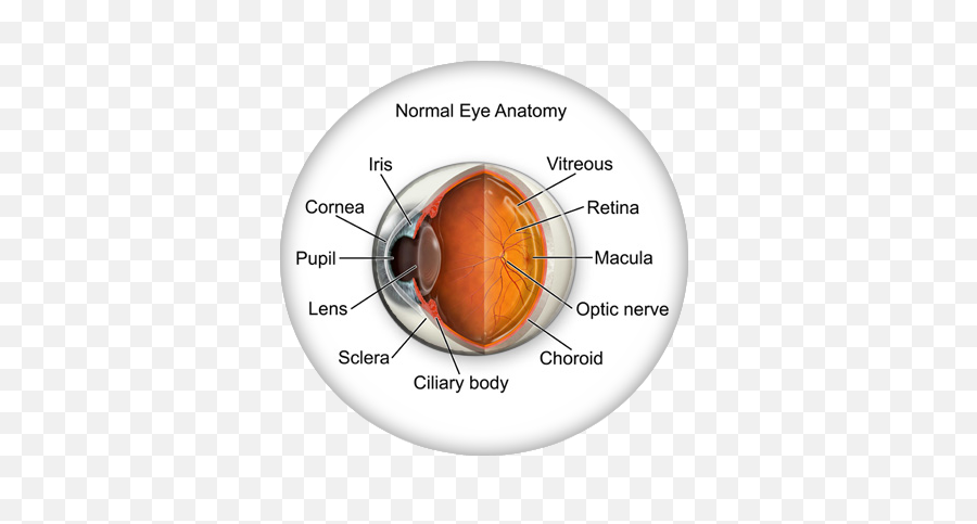 Eye Anatomy - Cataracts Of The Eye Png,Eye Transparent
