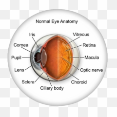 Eye Anatomy - Cataracts Of The png