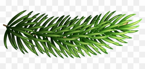 Free Pine Branch Png Download - Transparent
