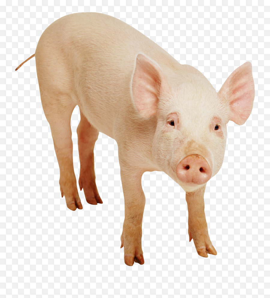 Pig Png Images Free Picture Download Pigs - Do Pigs Have Fingers,Piglet Png