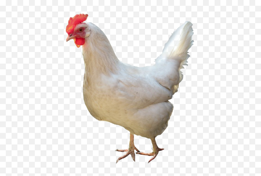 White Chicken Png High - Chicken Png White,Chicken Png