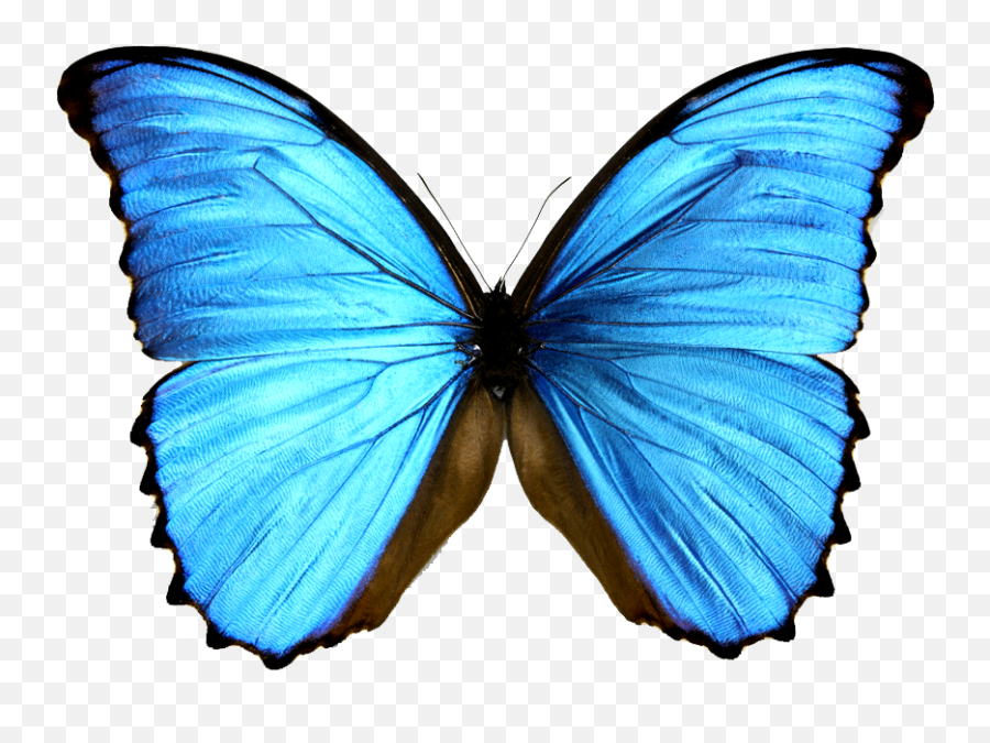 Morpho Menelaus Morphinae Blue - Blue And Black Butterfly Png,Blue Butterflies Png