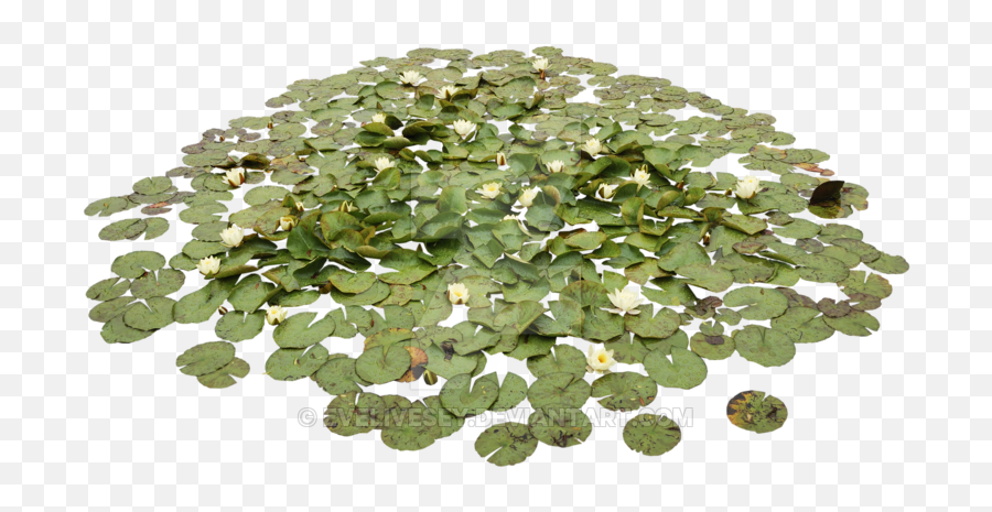 Waterlily Pond Png - Water Plants Png,Pond Png