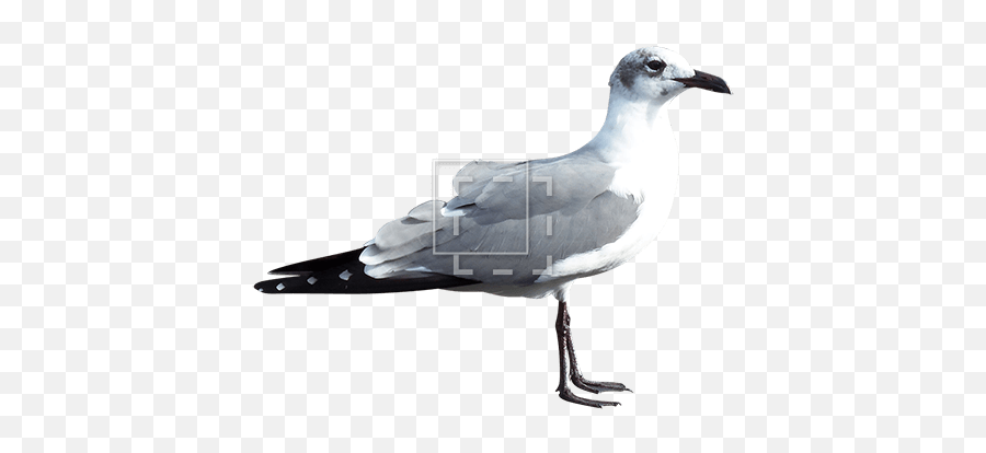 Seagull - Immediate Entourage Laughing Gull Png,Seagull Png