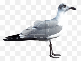Seagull - Immediate Entourage Laughing Gull Png,Seagull Png