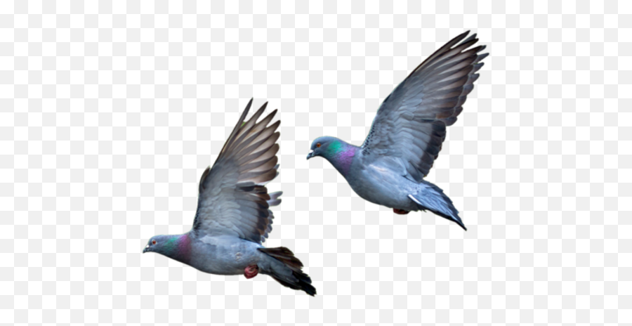 Download Pigeons Flying Png Colombes Et Série - Typical Pigeons,Pigeons Png
