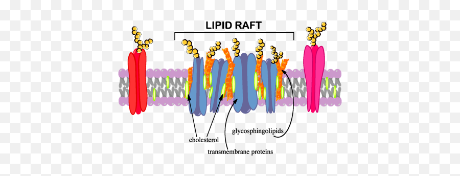 Lipid Raft - Lipid Raft Png,Raft Png