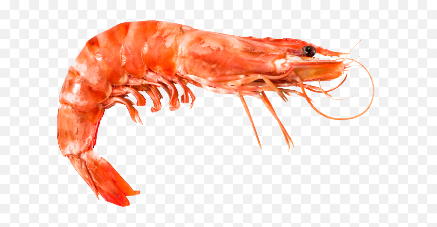 Plankton Png Images - Free Png Library Shrimp With Head Still,Plankton Png