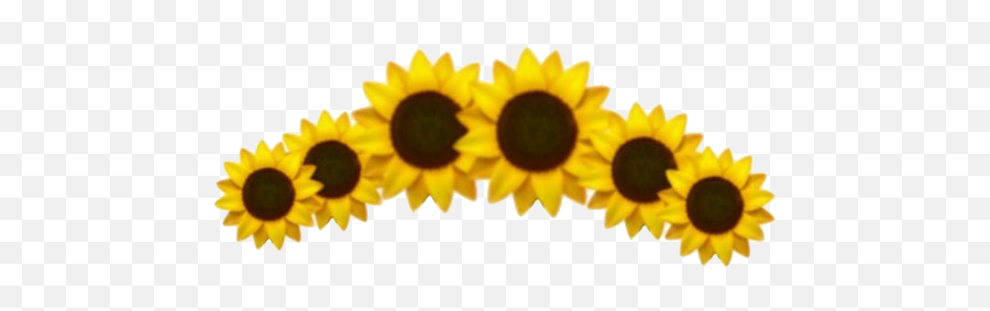Aesthetic Sunflower Png High - Quality Image Png Arts Aesthetic Sunflower Png,Sunflowers Transparent Background
