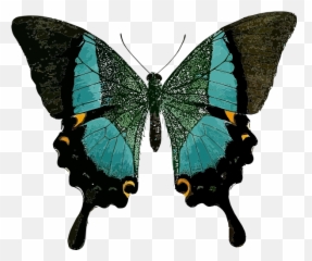 Index Of - Paris Peacock Butterfly Png,Butterfly Vector Png