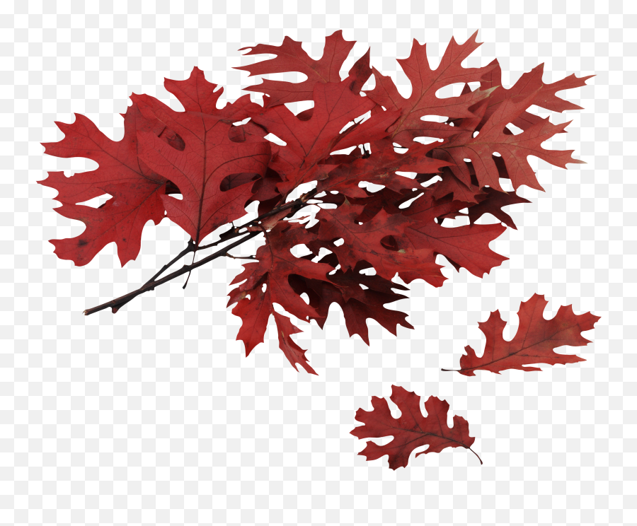 Autumn Png Leaf - Red Oak Tree Leaves,Autumn Leaves Png