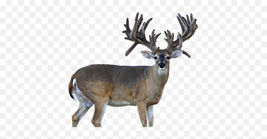 Download Hd Texas Whitetail Buck - Whitetail Deer Transparent White Tail Deer Png,Buck Png