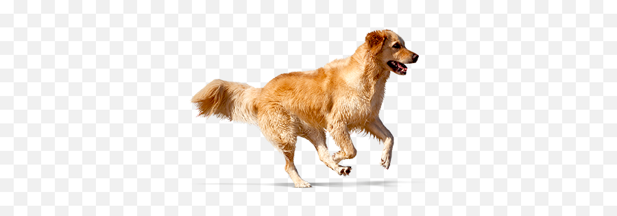 Icone - Arroz Optimum Golden Corriendo Png,Cachorro Png