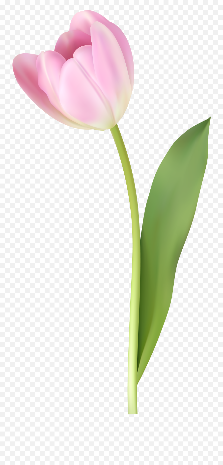 Pink Tulip Transparent Image - Pink Tulip Png,Tulip Png