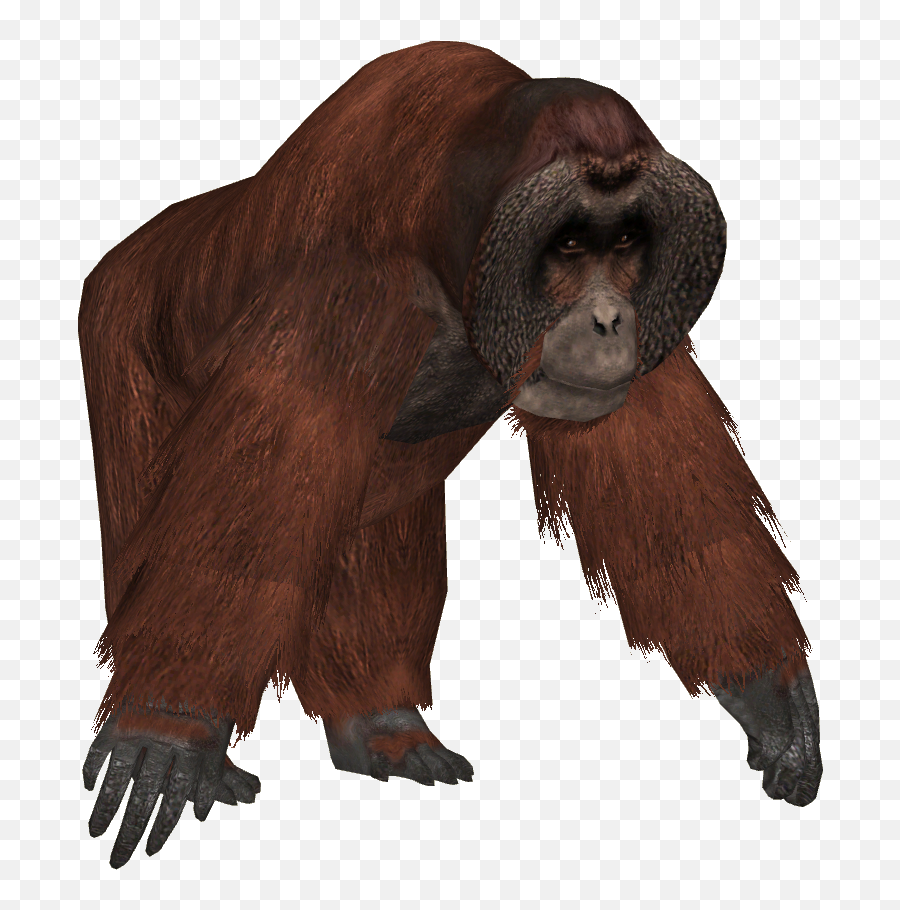 Orangutan Png - Ape Transparent Background,Orangutan Png