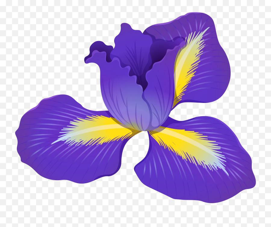 Download Free Png Iris Flower Clipart Gallery