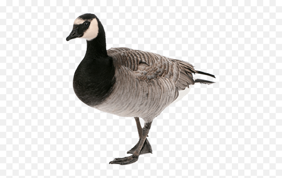 Free Png Images - Canadian Goose Png,Goose Png