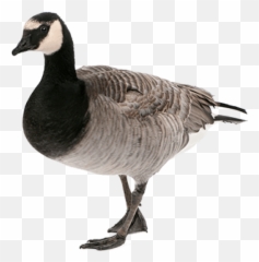 Free Png Images - Canadian Goose Png,Goose Png