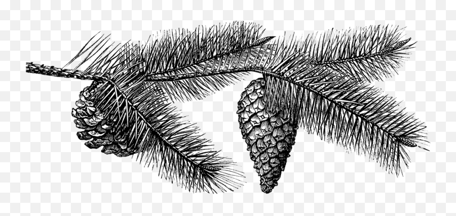 Black And White Pine Cone - Sketch Pine Cone Png,Pine Cone Png