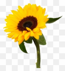 Sunflower Png Photo - In I Am 2020 Inspirational Planner,Sunflower Transparent Background