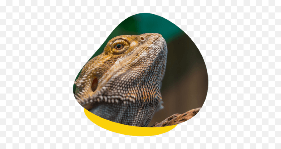Reptile Quarantine What Is It And When Should You Do - Bearded Dragons Png,Bearded Dragon Png