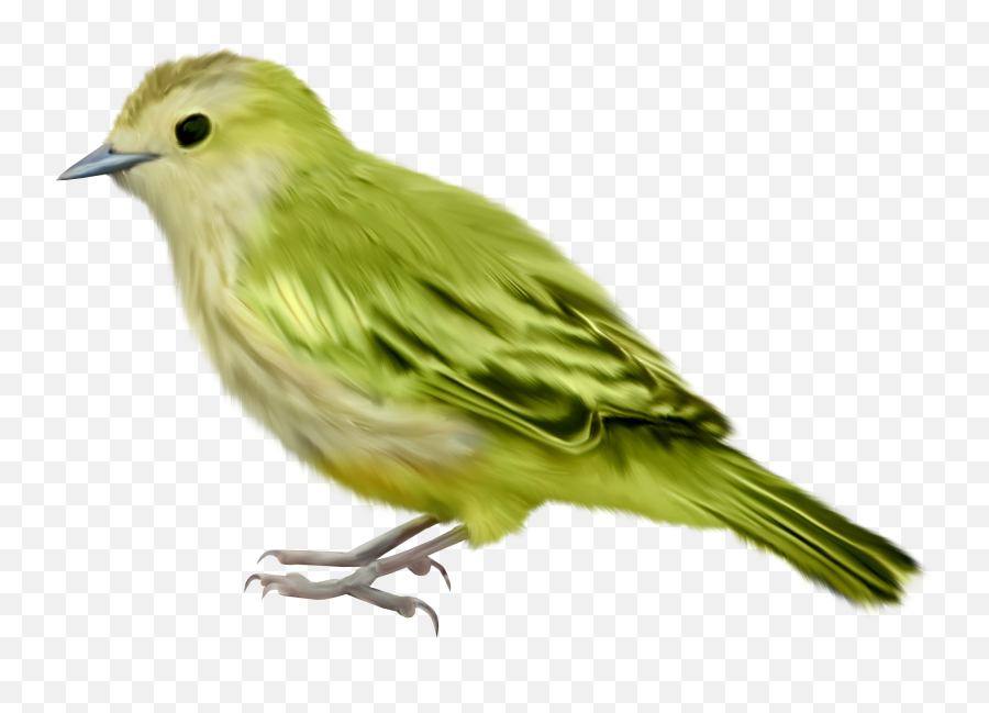 Bird Png - Transparent Background Bird Png Transparent,Birds Transparent