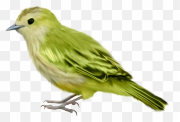 Bird Png - Transparent Background Png