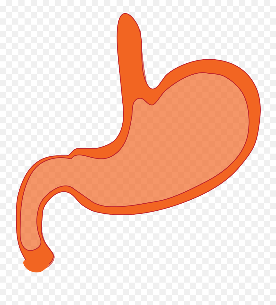 Stomach Anatomy Human Body - Transparent Stomach Cartoon Png,Stomach Png