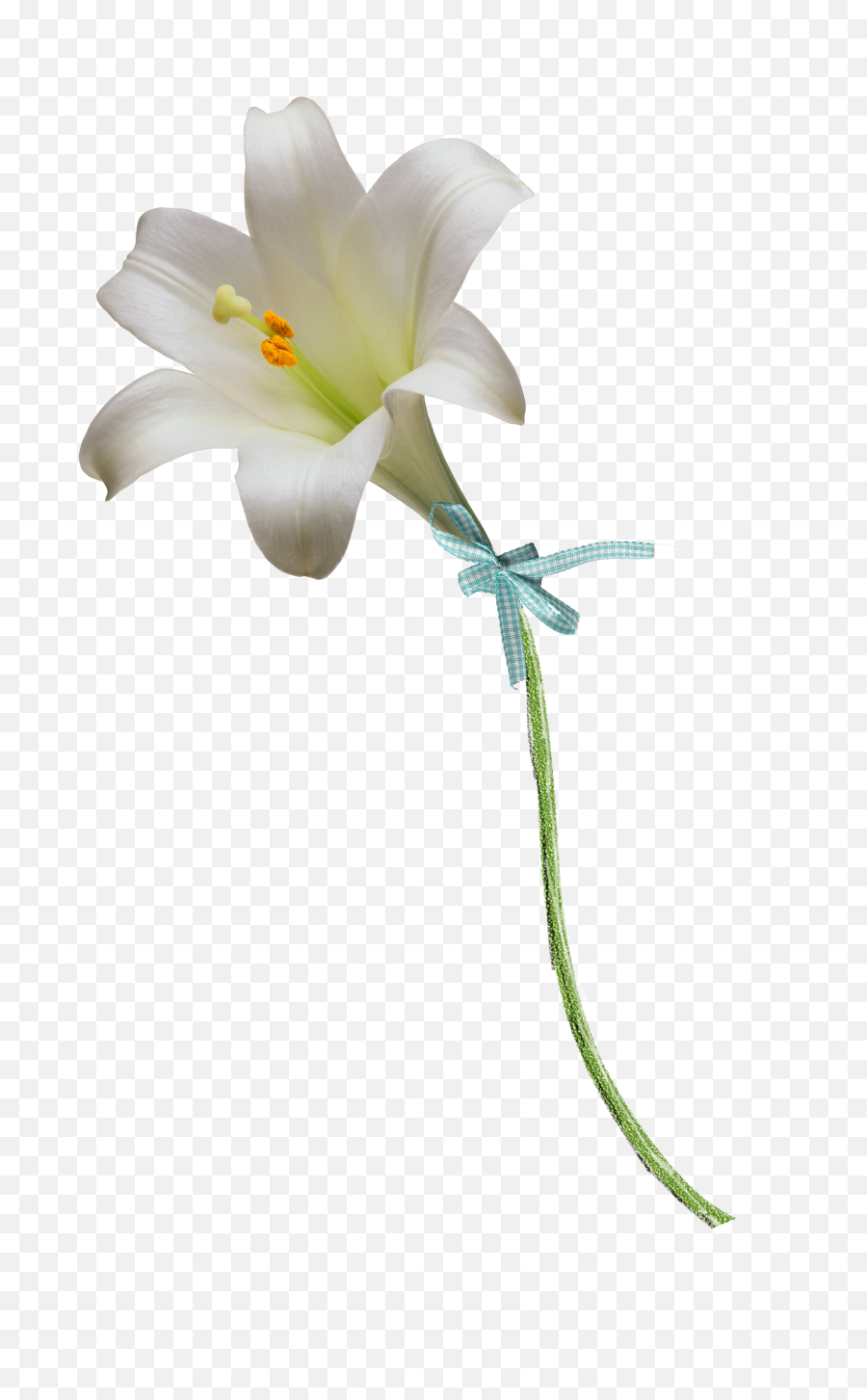 Easter White Lilies Png Image - Easter Lilly Transparent Png,White Lily Png