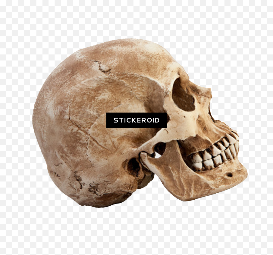 Download Skull People - Side Profile Of A Skull Png,Skeleton Head Png