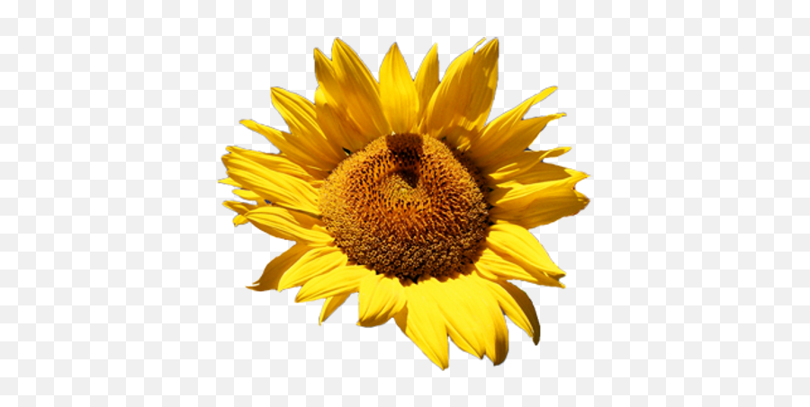 Sunflower Png Images Free Pngs - Common Sunflower,Sunflowers Png